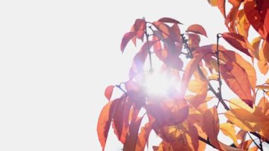 Sonbahar kırmızı ve sarı kiraz yapraklı şube gökyüzü arka planında, kopyalama alanı ile gerçek zamanlı olarak HD stok video görüntülerini kapat