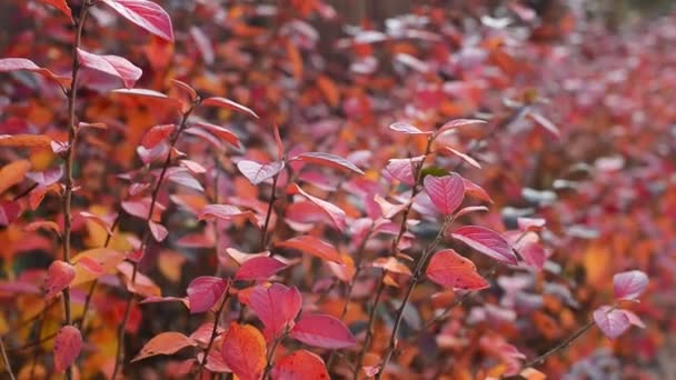 Ramas Con Otoño Rojo Naranja Cotoneaster Lucidus Brillante Cotoneaster Setos — Vídeo de stock