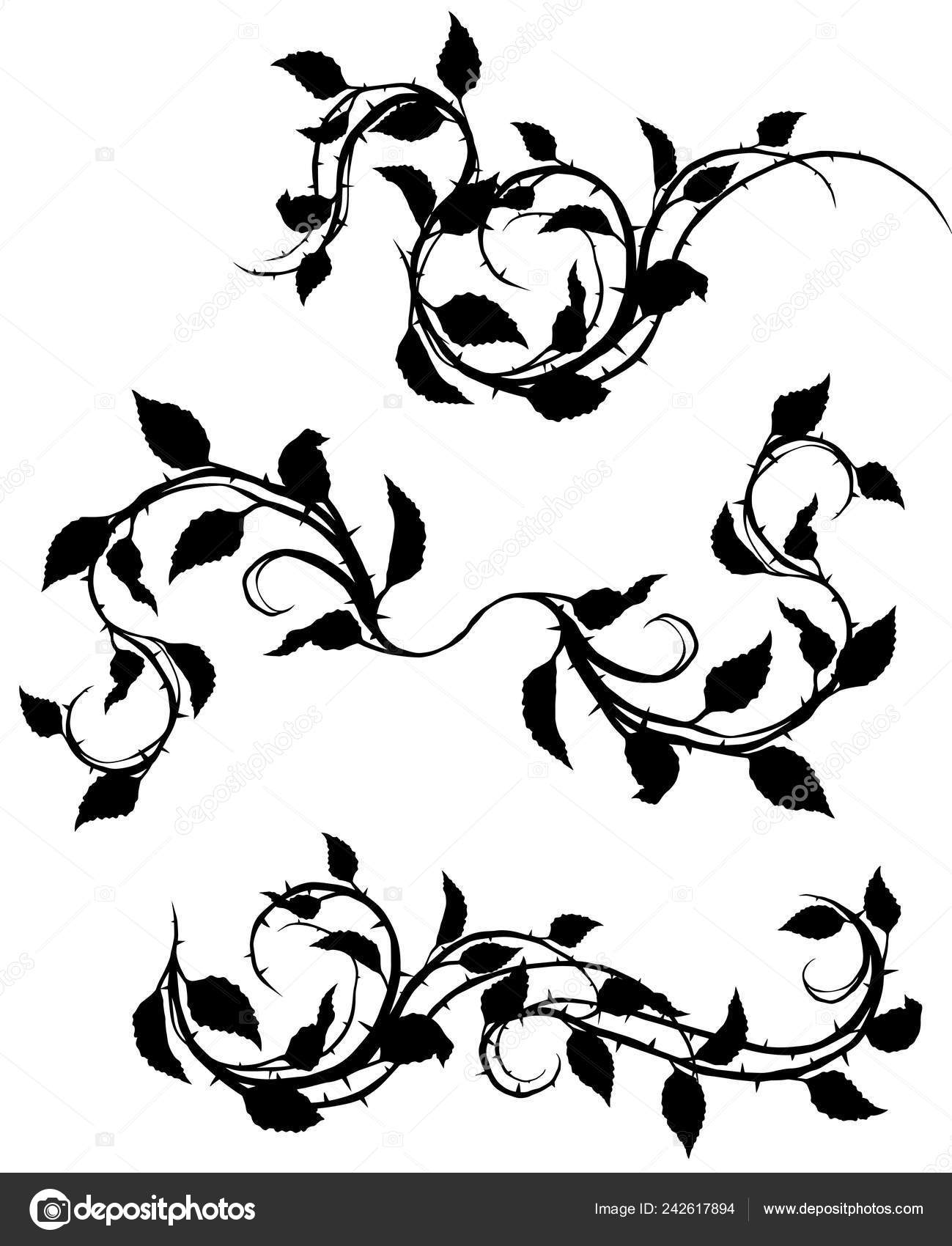 pics Thorn Branch Drawing graphic black silhouette floral rose branch leaves thorns white background vector image by c gb art vector stock 242617894