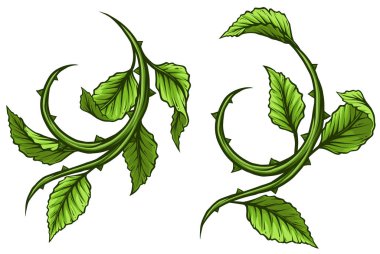 Grafik karikatür yeşil gül dal, yaprak ve dikenleri ile kök. Beyaz arka plan üzerinde izole. Vektör Icon set.