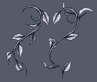 Grafik ayrıntılı siyah ve beyaz dal, kök yaprakları ve dikenleri ile yükseldi. Gri arka plan üzerinde izole. Vektör Icon set. Cilt 3