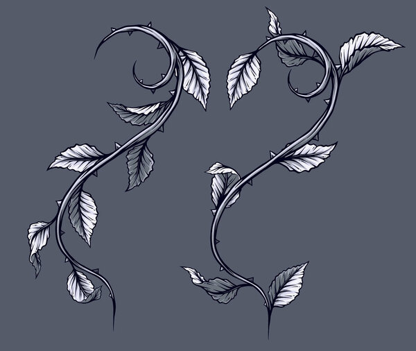 Graphic detailed black and white rose branch, stem with leaves and thorns. Isolated on gray background. Vector icon set. Vol. 3