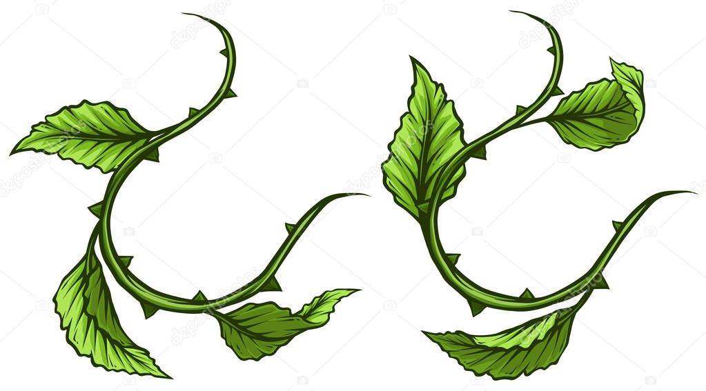 Graphic cartoon detailed green rose branch, stem with leaves and thorns. Isolated on white background. Vector icon set. Vol. 2