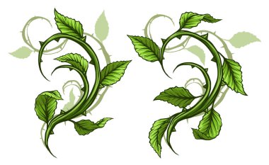 Grafik karikatür detaylı yeşil gül dal, yaprak, dikenler ve gölgeler ile kök. Beyaz arka plan üzerinde izole. Vektör Icon set. Cilt 5