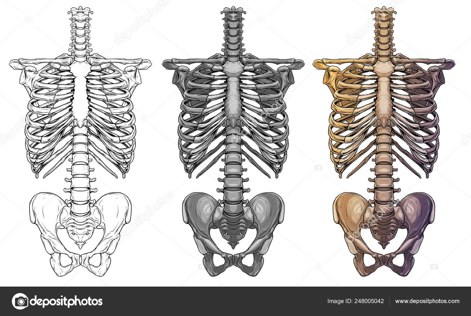 umano cranio con un' rosa nel il denti. tagliare umano cranio tatuaggio  concetto con rosa fiori 11814501 Arte vettoriale a Vecteezy, image size:1600x1074