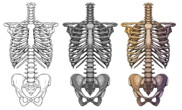 Grafische menselijk skelet thorax botten vector — Stockvector