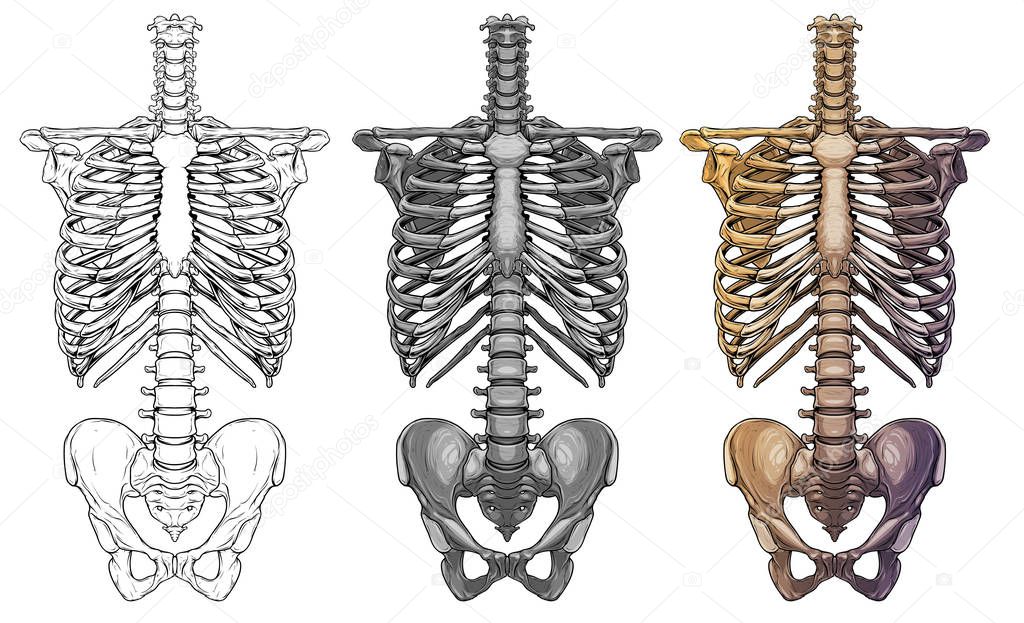 Graphic human skeleton thorax bones vector
