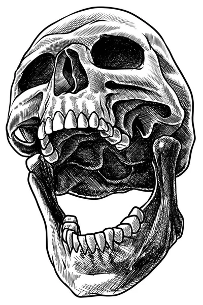 Detailed graphic white human skull line art — Stock Vector