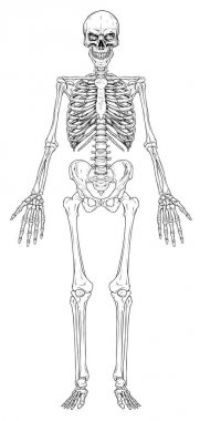 Grafik siyah ve beyaz insan kemiği iskelet vektör