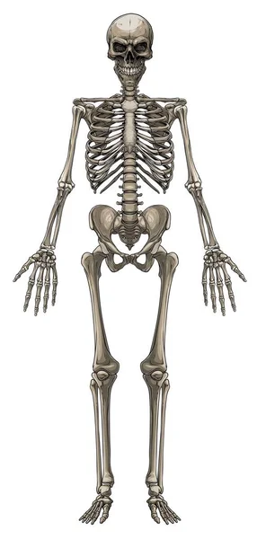Grafische bunte menschliche Knochenskelett-Vektor — Stockvektor