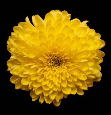 Sarı çiçek siyah arkaplanda izole edildi