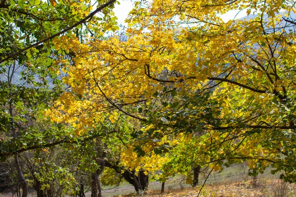 Foglie Albero Ondeggianti Nella Brezza Autunnale — Foto Stock