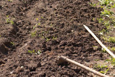 Bahçe aletleri yerde: çapa ve tırmık