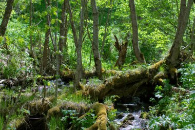 Derenin yakınındaki bitkiler ve ağaçlar