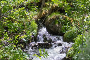 Derenin yakınındaki bitkiler ve ağaçlar