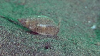 Kazandı köpek salyangozu (Nassarius reticulatus).