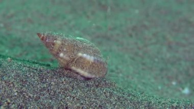 Kazandı köpek salyangozu (Nassarius reticulatus).