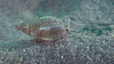 Kazandı köpek salyangozu (Nassarius reticulatus).