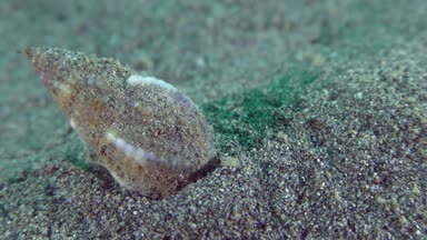 Kazandı köpek salyangozu (Nassarius reticulatus).