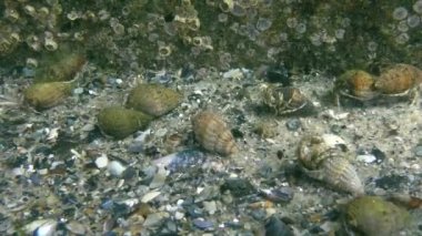 Çok sayıda küçük yalnızcıl yengeç (Diyojen pugilator).