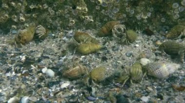 Çok sayıda küçük yalnızcıl yengeç (Diyojen pugilator).