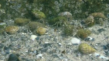 Çok sayıda küçük yalnızcıl yengeç (Diyojen pugilator).