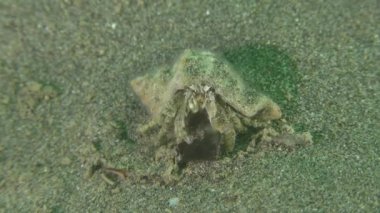 Küçük Yalnızcıl Yengeç (Diyojen pugilator).