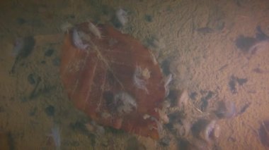 Amphipod veya tatlı su birikintisi dibinde Scuds (Amphipoda).