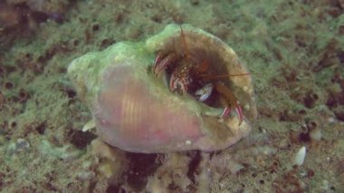 Yalnızcıl Yengeç (Clibanarius erythropus).