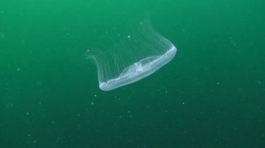 Ortak denizanası (Aurelia aurita).