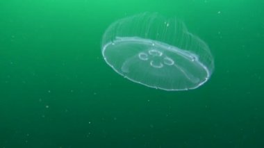 Ortak denizanası (Aurelia aurita).