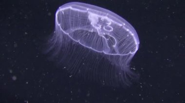 Ortak denizanası (Aurelia aurita).