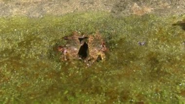 Mermer rock Yengeç (Marmara pavuryası).