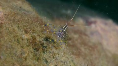 Çim karides (Palaemon elegans).