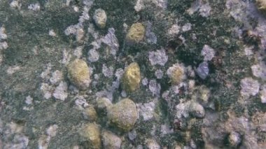 Ortak vantuzlu (Patella sp.).