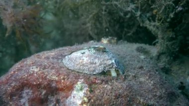 Ortak vantuzlu (Patella sp.).