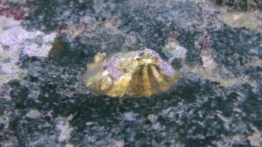 Ortak vantuzlu (Patella sp.).
