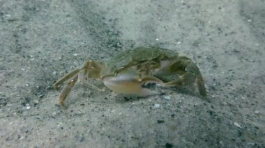 Uçan Yüzme Yengeç (Liocarcinus holsatus).