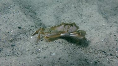 Uçan Yüzme Yengeç (Liocarcinus holsatus).
