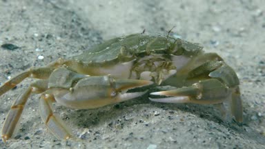 Uçan Yüzme Yengeç (Liocarcinus holsatus).