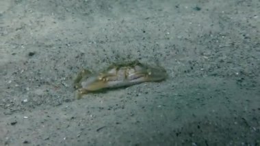 Uçan Yüzme Yengeç (Liocarcinus holsatus).