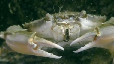 Uçan Yüzme Yengeç (Liocarcinus holsatus).