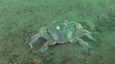 Uçan Yüzme Yengeç (Liocarcinus holsatus).