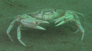 Uçan Yüzme Yengeç (Liocarcinus holsatus).