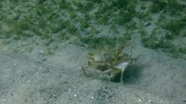 Uçan Yüzme Yengeç (Liocarcinus holsatus).