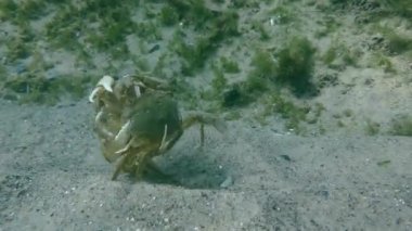 Uçan Yüzme Yengeç (Liocarcinus holsatus).