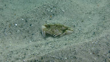 Yüzme yengeç (Liocarcinus holsatus uçan üreme).