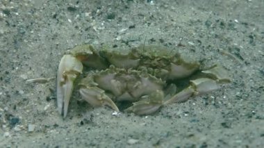 Yüzme yengeç (Liocarcinus holsatus uçan üreme).