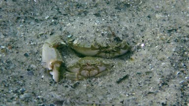Yüzme yengeç (Liocarcinus holsatus uçan üreme).