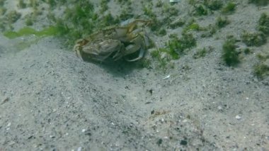 Yüzme yengeç (Liocarcinus holsatus uçan üreme).